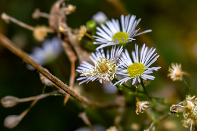 Close-up of white flowering plant