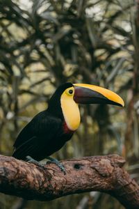 Close-up of bird perching on branch