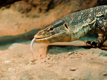 Close-up of lizard on rock