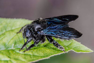Close-up of fly on leaf