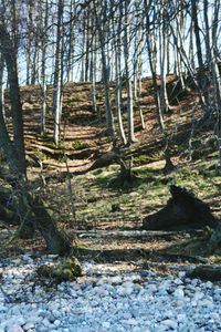 Trees in forest during winter