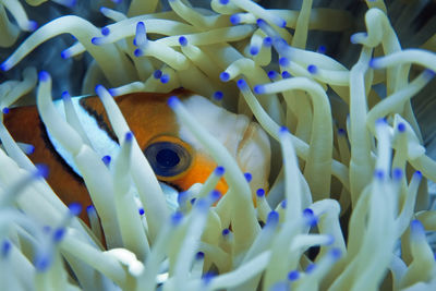 Close-up of fish swimming in sea