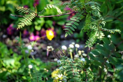 Close-up of leaves against blurred background