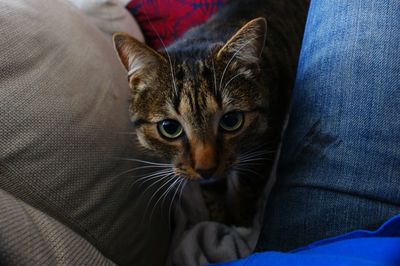Portrait of cat relaxing on bed