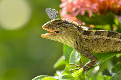 Close-up of lizard on plant