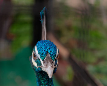 Close-up of a peacock