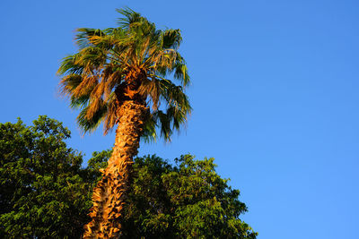 Low angle view of palm tree against clear blue sky