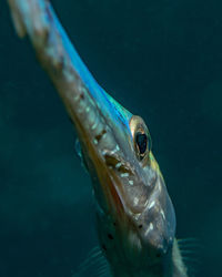 animal