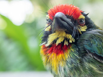 Close-up of bird