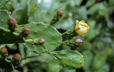 Close-up of raindrops on flower buds