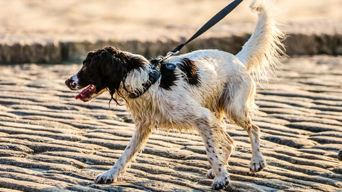 Close-up of a dog on beach