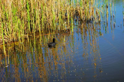 View of duck swimming in lake