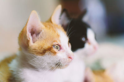 Close-up portrait of cat