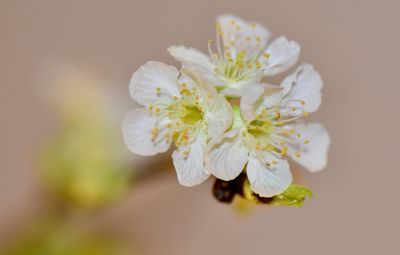 Close-up of white cherry blossom