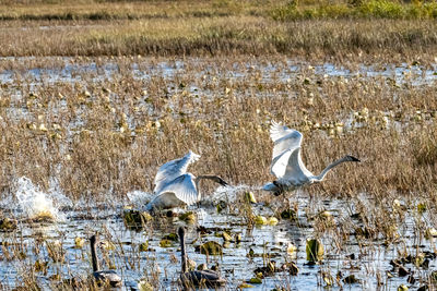 View of birds in lake