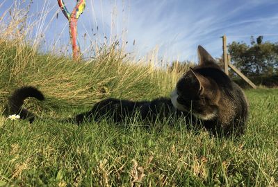 View of a cat on field