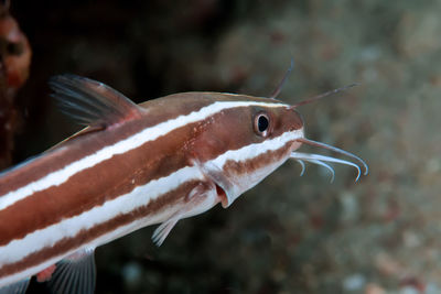 Close-up of fish swimming in sea