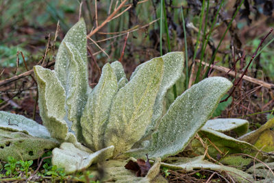 Close-up of frost on plant during winter