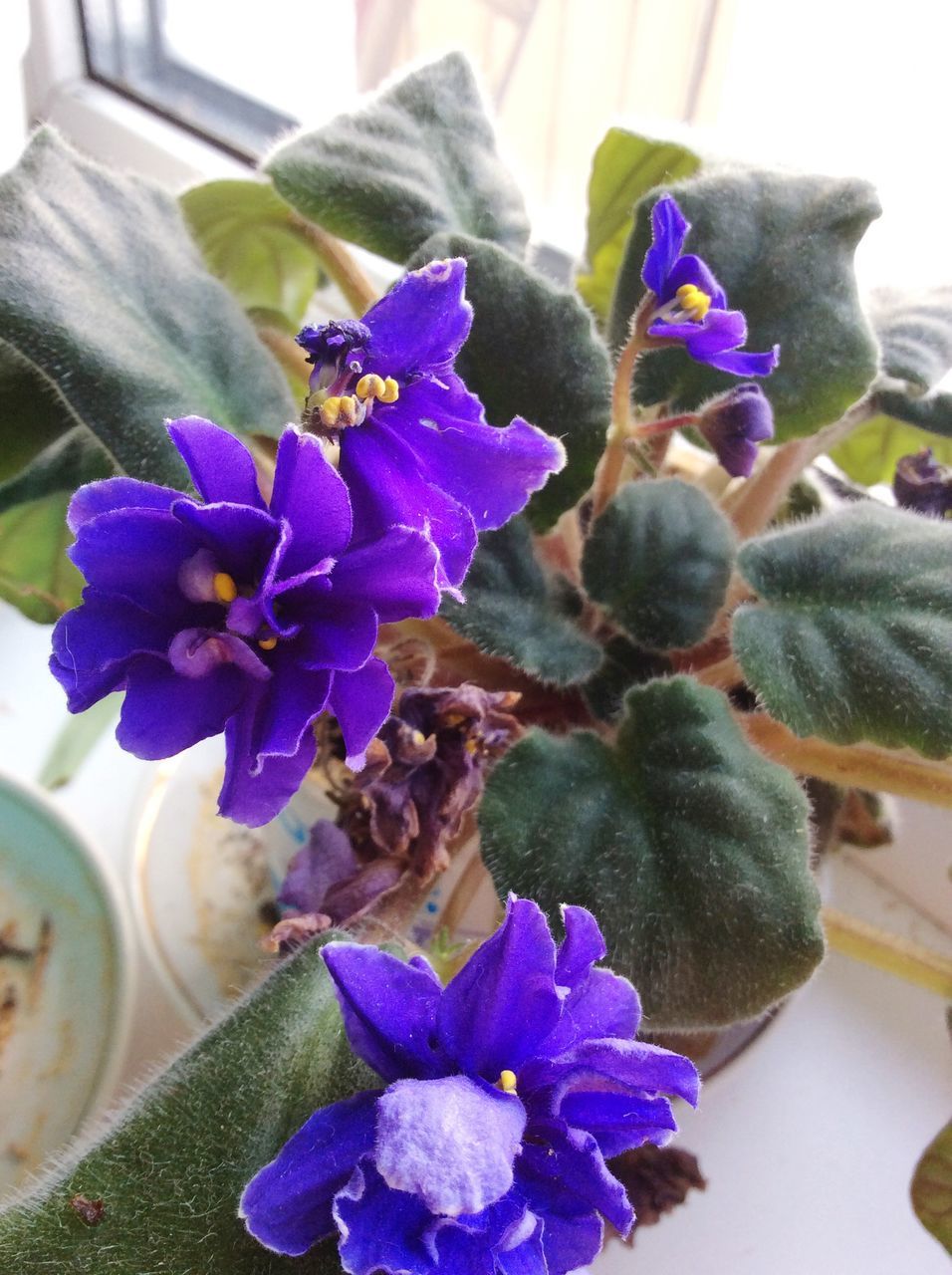 flower, purple, petal, freshness, fragility, flower head, indoors, close-up, beauty in nature, plant, growth, nature, blooming, bunch of flowers, focus on foreground, hydrangea, vase, orchid, blue, leaf