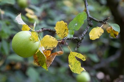 Close-up of fruit growing on tree