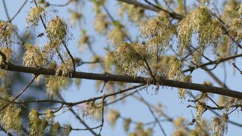 Low angle view of branch against sky