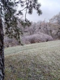 Trees on field in forest against sky