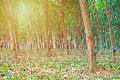 Trees growing on field in forest