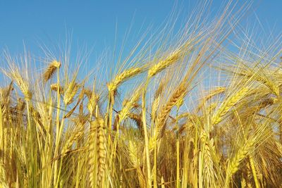 Close-up of wheat field against clear blue sky