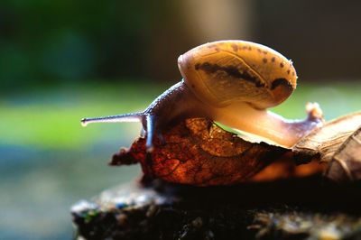 Close-up of snail