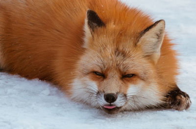 Close-up of a rabbit on snow