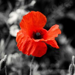 Close-up of red poppy flower