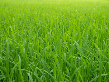 Full frame shot of corn field