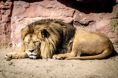 Side view of lion in zoo