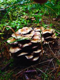 Close-up of mushroom growing on field