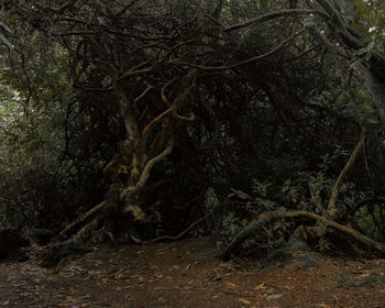 Bare trees in forest