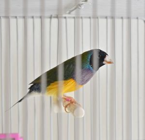 Close-up of bird perching on floor