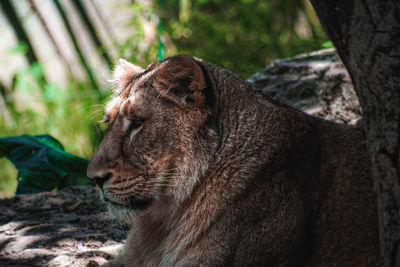 Close-up of a cat looking away