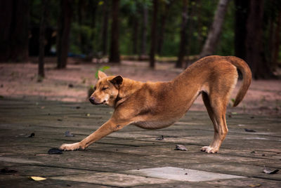 Dogs dog on tree