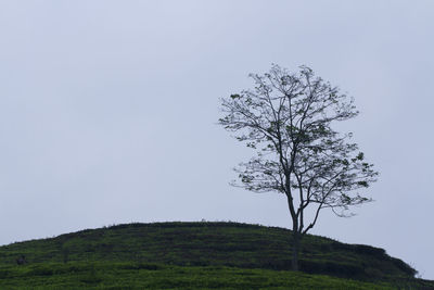 Tree on field against clear sky