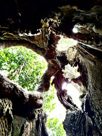 Close-up of tree trunk in forest