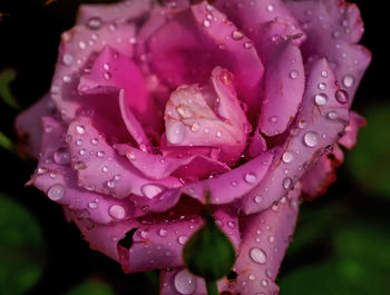 Close-up of raindrops on pink rose flower