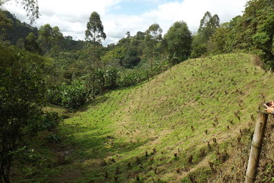 Scenic view of grassy field against sky