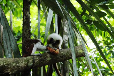 Bird perching on tree trunk