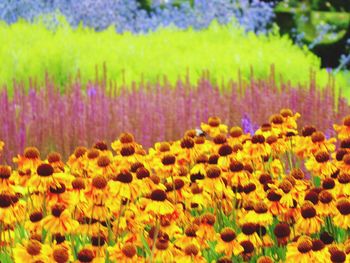 Close-up of yellow flowers blooming in field