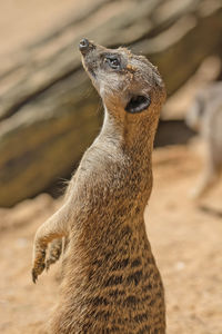 Side view of meerkat looking up