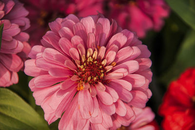 Close-up of pink flowering plant