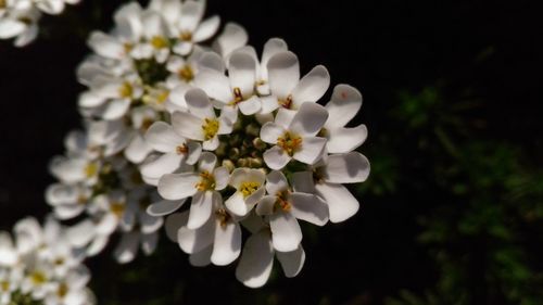 Close-up of white cherry blossoms