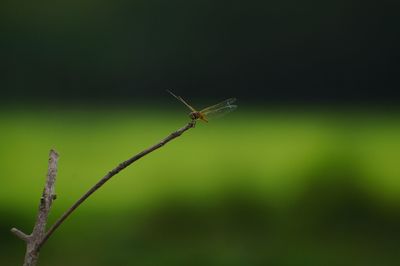 Close-up of insect
