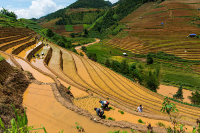 High angle view of terraced field