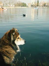 Dog on a boat in a lake